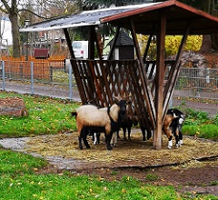 Ilmenau Ferienlager Tiergehege